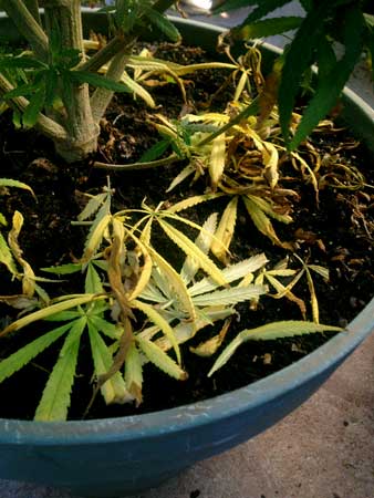 nitrogen-deficiency-yellow-leaves-piled-sm.jpg