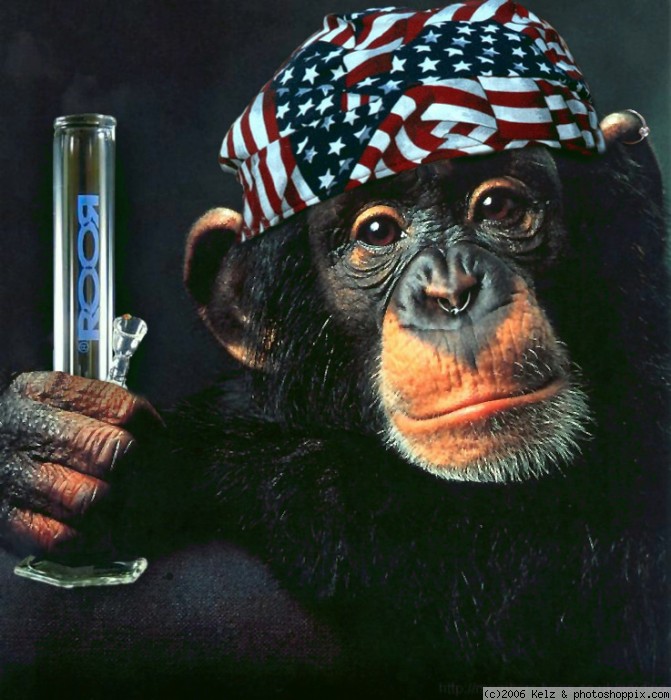 normal_monkey_smoke.jpg