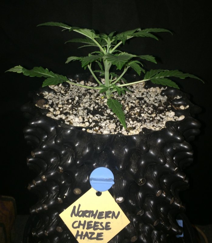 northern cheese haze day 16.JPG