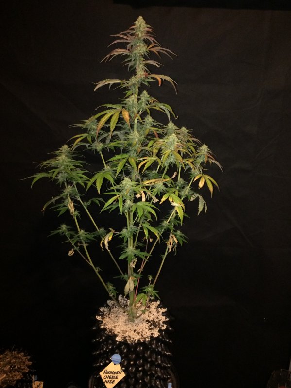 northern cheese haze day 59.JPG