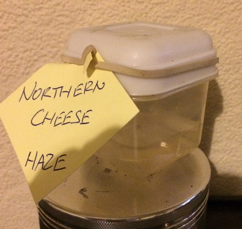 northern cheese haze.JPG