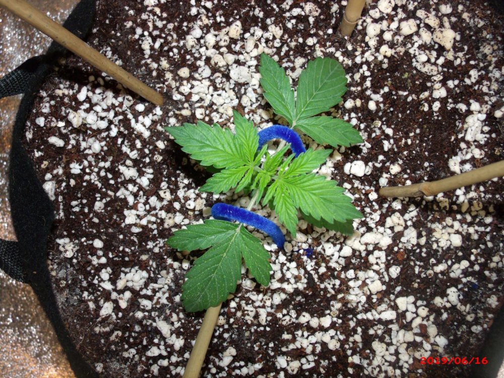 Northern Lights    Day 15             (2).JPG