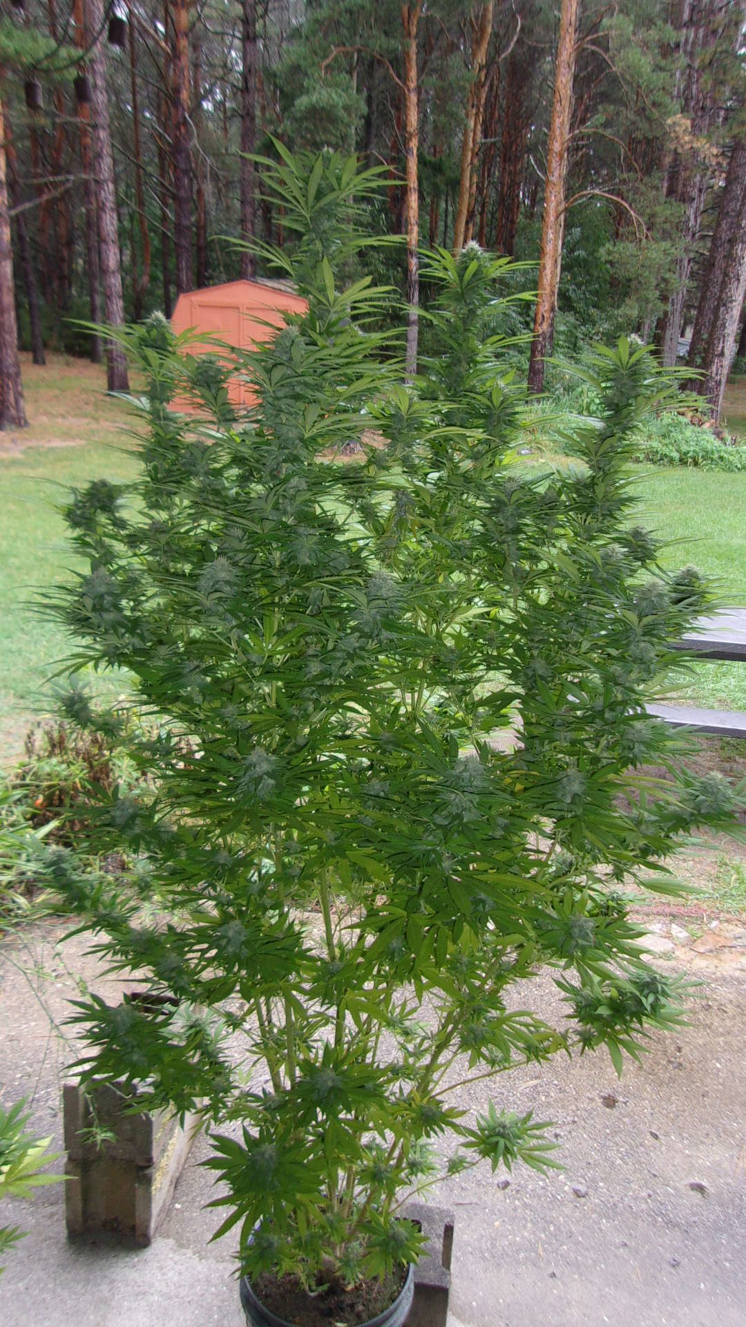 Northern Lights photo Outdoor 2021 AFN Green Hornet.JPG