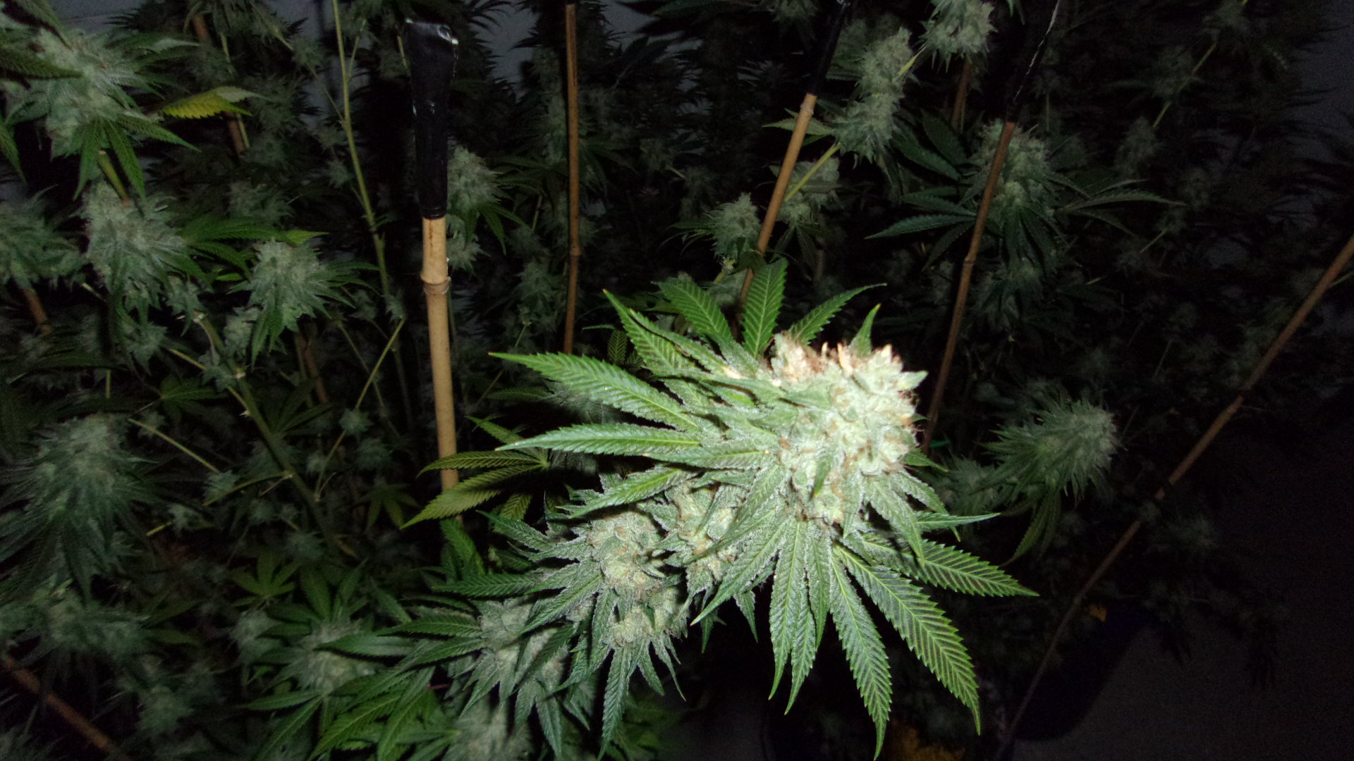 Northern lights week 7.JPG