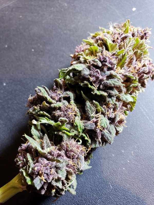 Nug shot 2.jpg