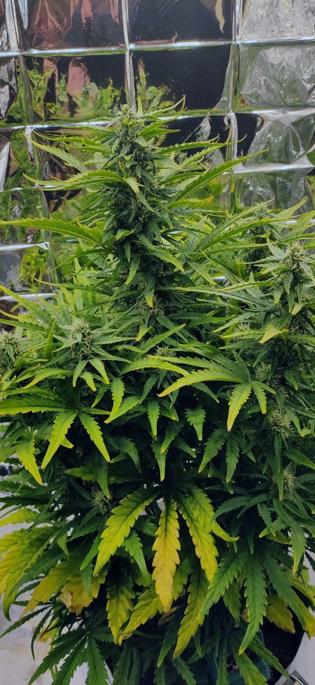 Nute burn at day 38 - 2.jpg