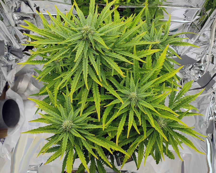 Nute burned after defoliation 3.jpg