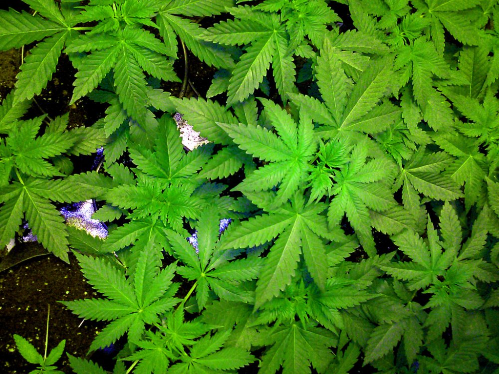 Nute test plants pic1 -8-24-2015.jpg