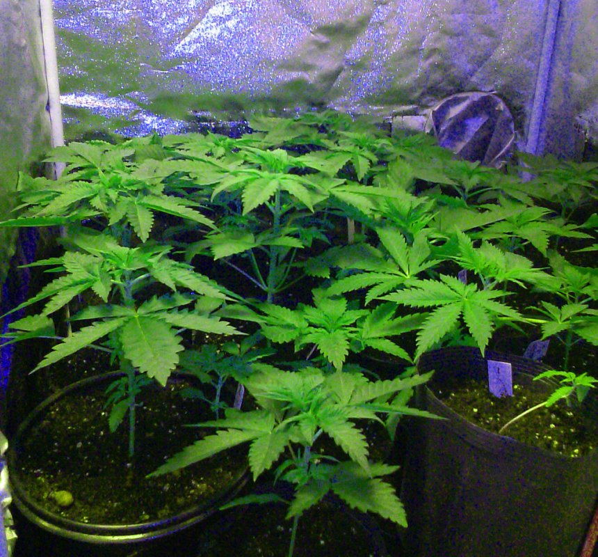 Nute test plants pic2 -8-24-2015.jpg