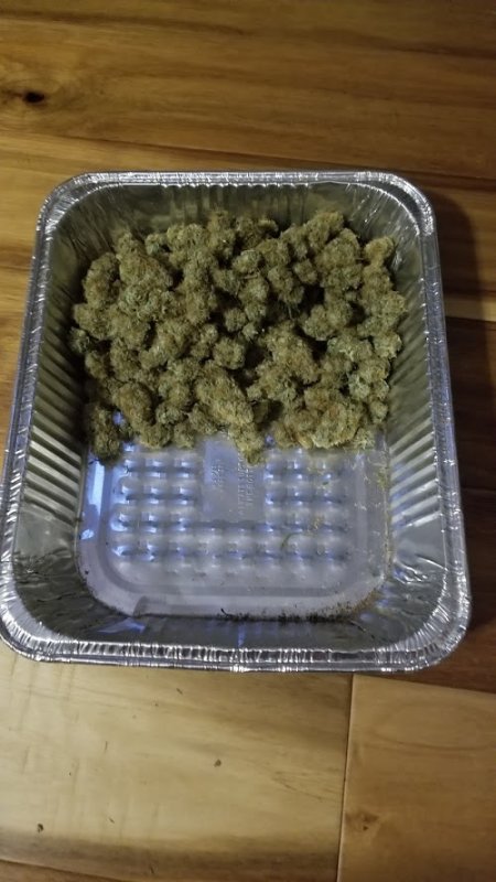 OG Cookies Harvest.jpg