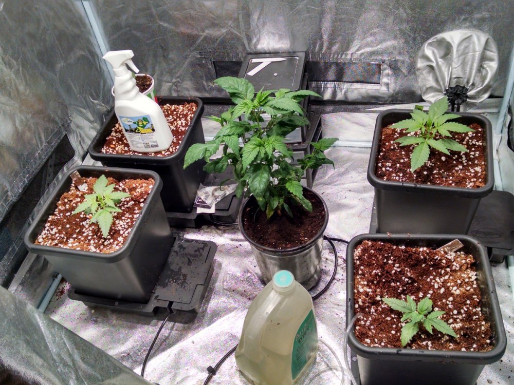 Optic Foliar test grow - tent pic -10-25-2016.jpg