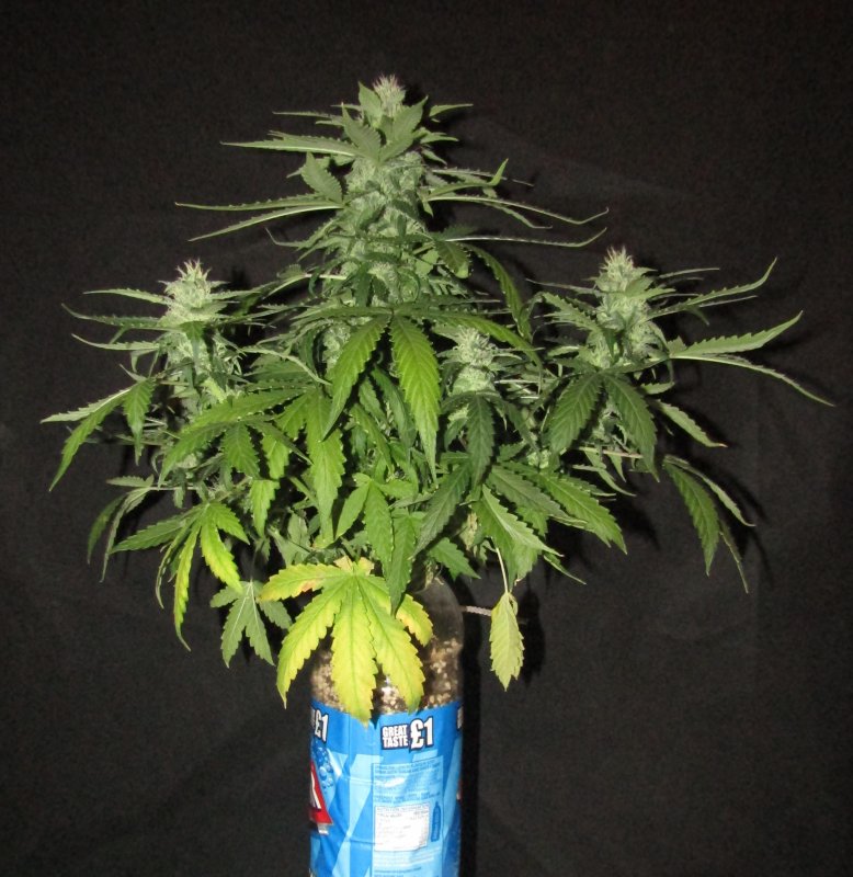 orange crack 2L bottle day 54.JPG