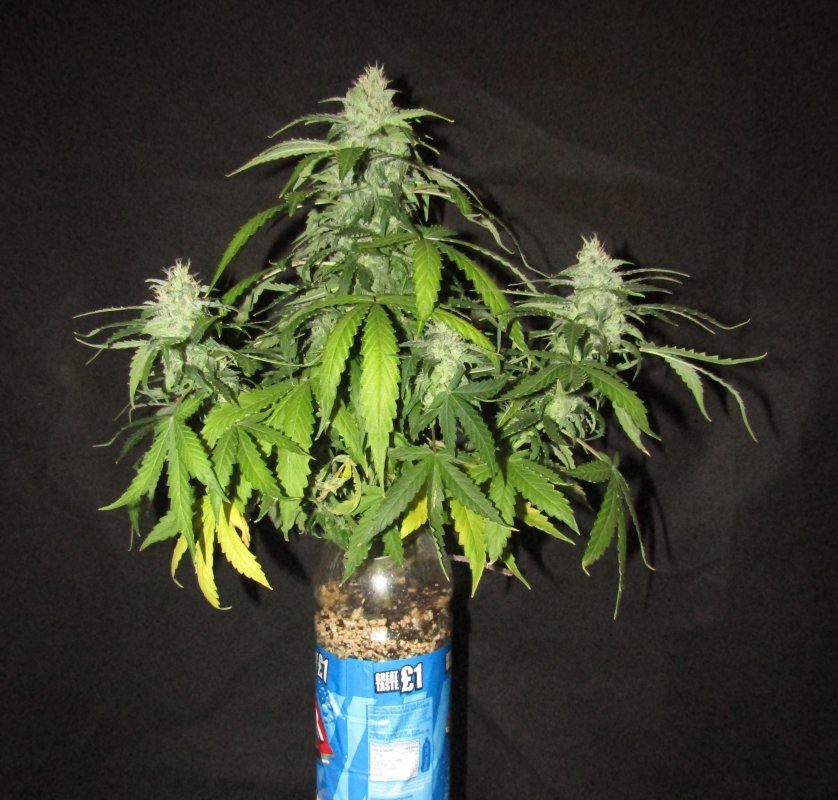 orange crack 2L day 60.JPG