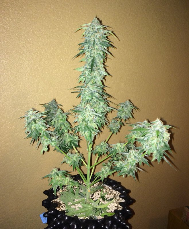 orange crack or fantasmo dead day 58.JPG