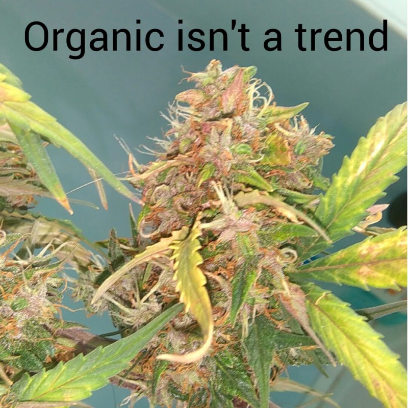 Organic.jpg