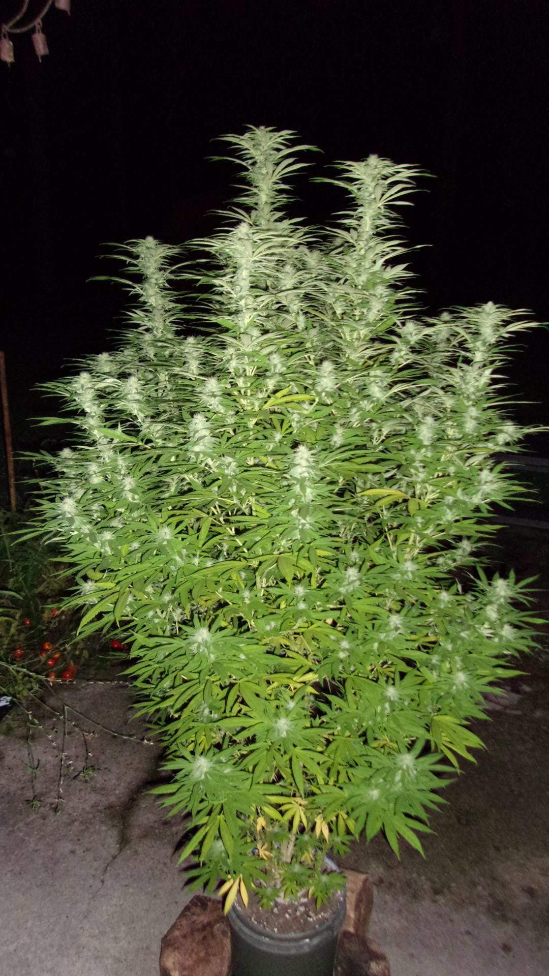 Outdoor 21 AFN comp Green Hornet Northern Lights photo.JPG