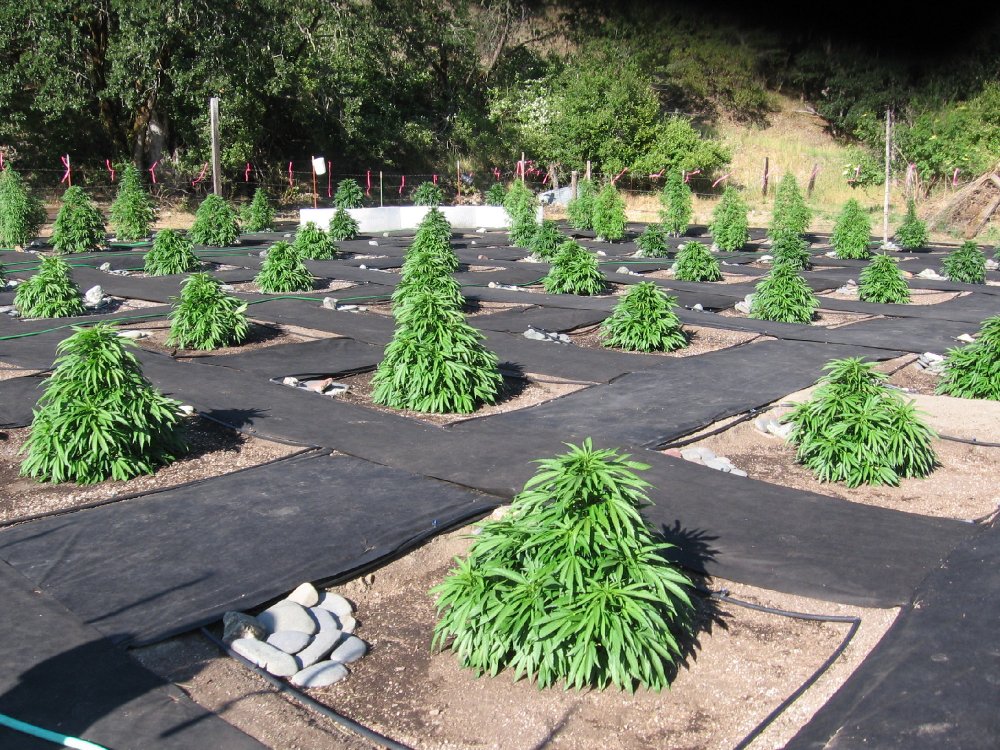 Outdoor-Marijuana-Gardening.jpg