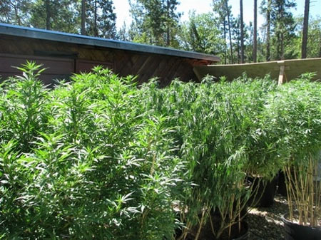 outdoor-marijuana-grow.jpg