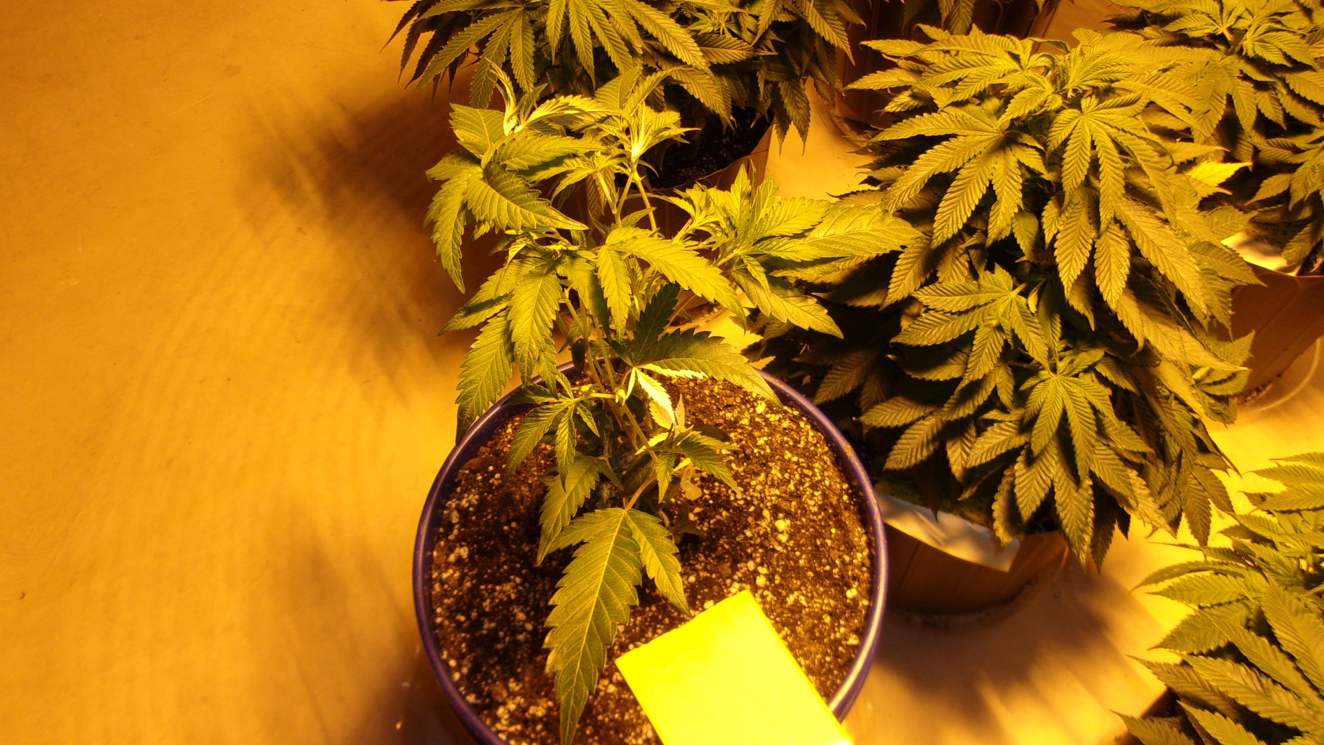 Partially White Black Domina Clone.JPG