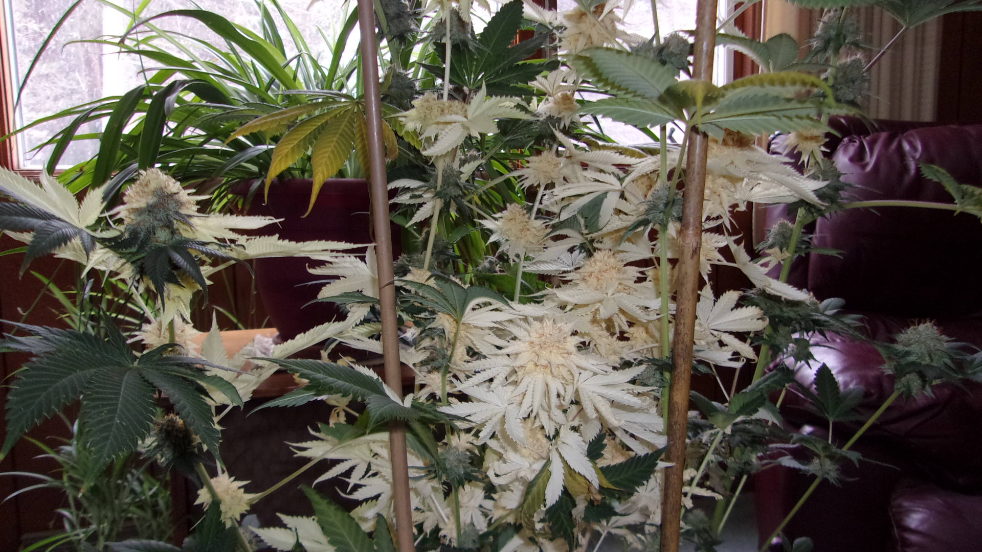 Partially white black domina photo.JPG