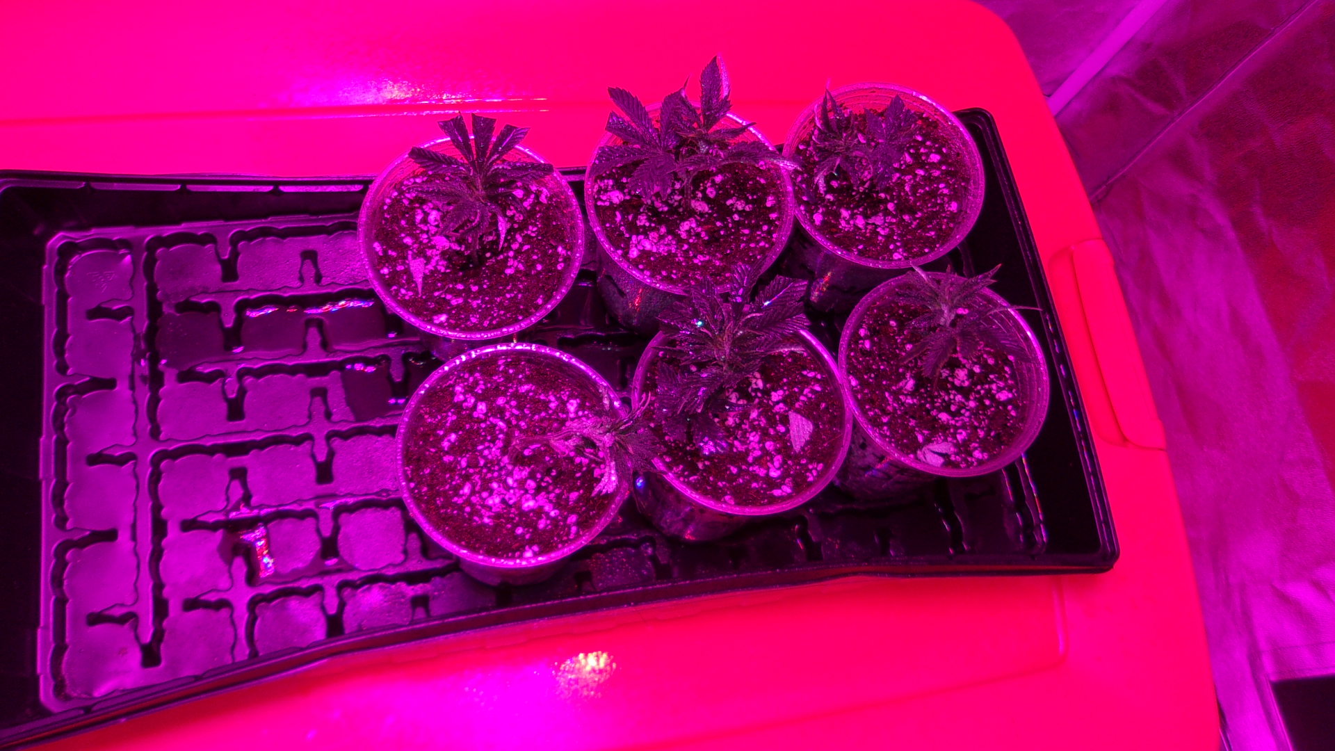 Partially white Blk. Domina clones.JPG