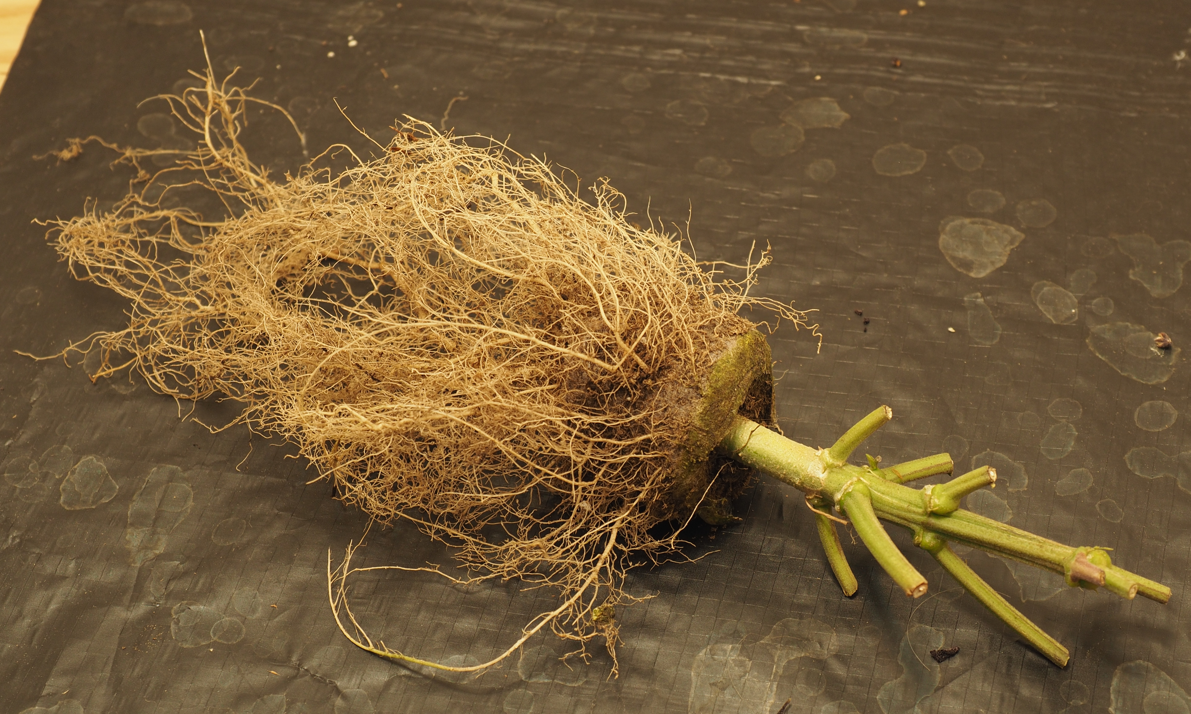 peat plug roots2.jpg