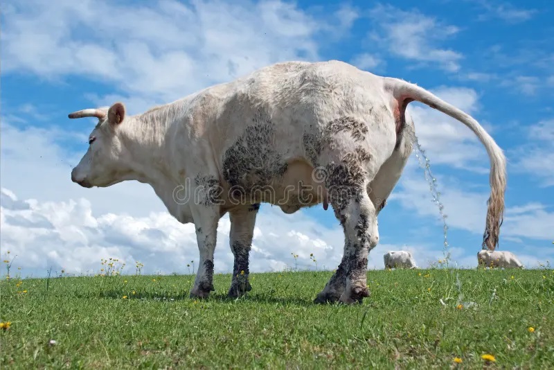 peeing-cow-charolais-meadow-55695222.jpg