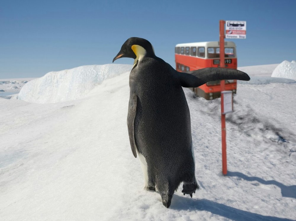 penguin-bus-request-stop3-1.jpg