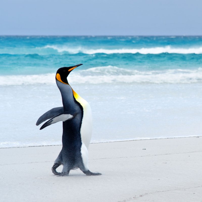 Penguin-On-Beach-Antarctica.jpg