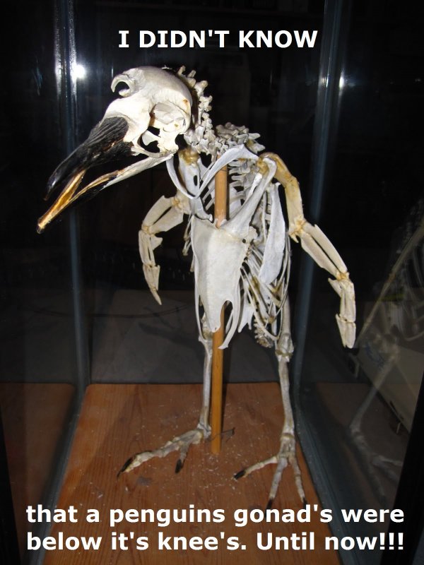 PENGUIN SKELETON.jpg