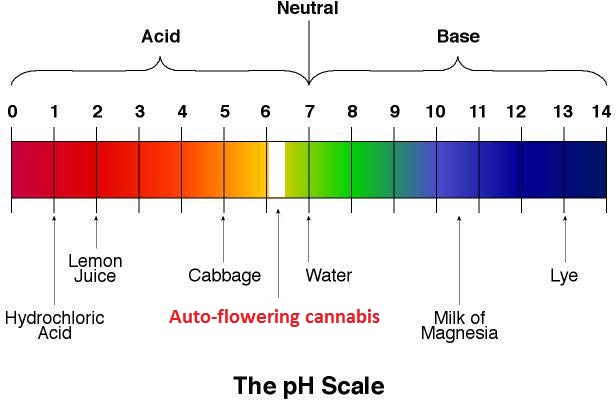 PH-scale.jpg