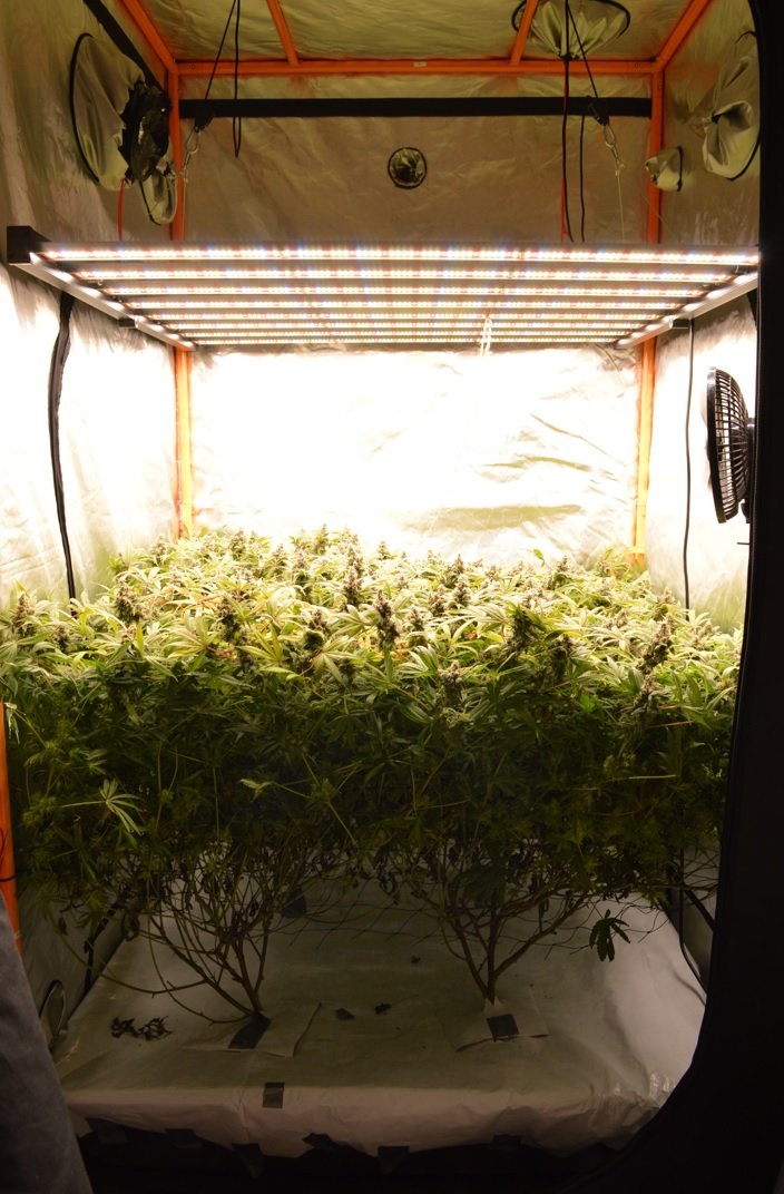 phlizon_fd6000_640w_led_grow_light (2).jpg