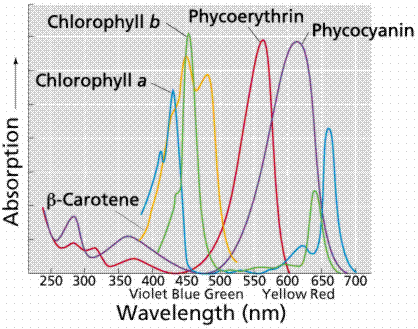 pigment.png