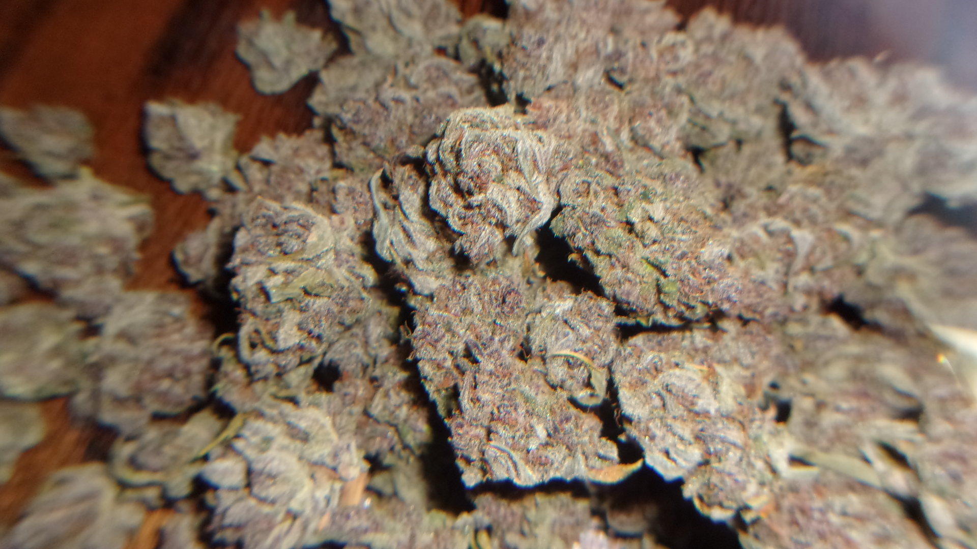 Pile of Fast Buds Gorilla Punch auto.JPG