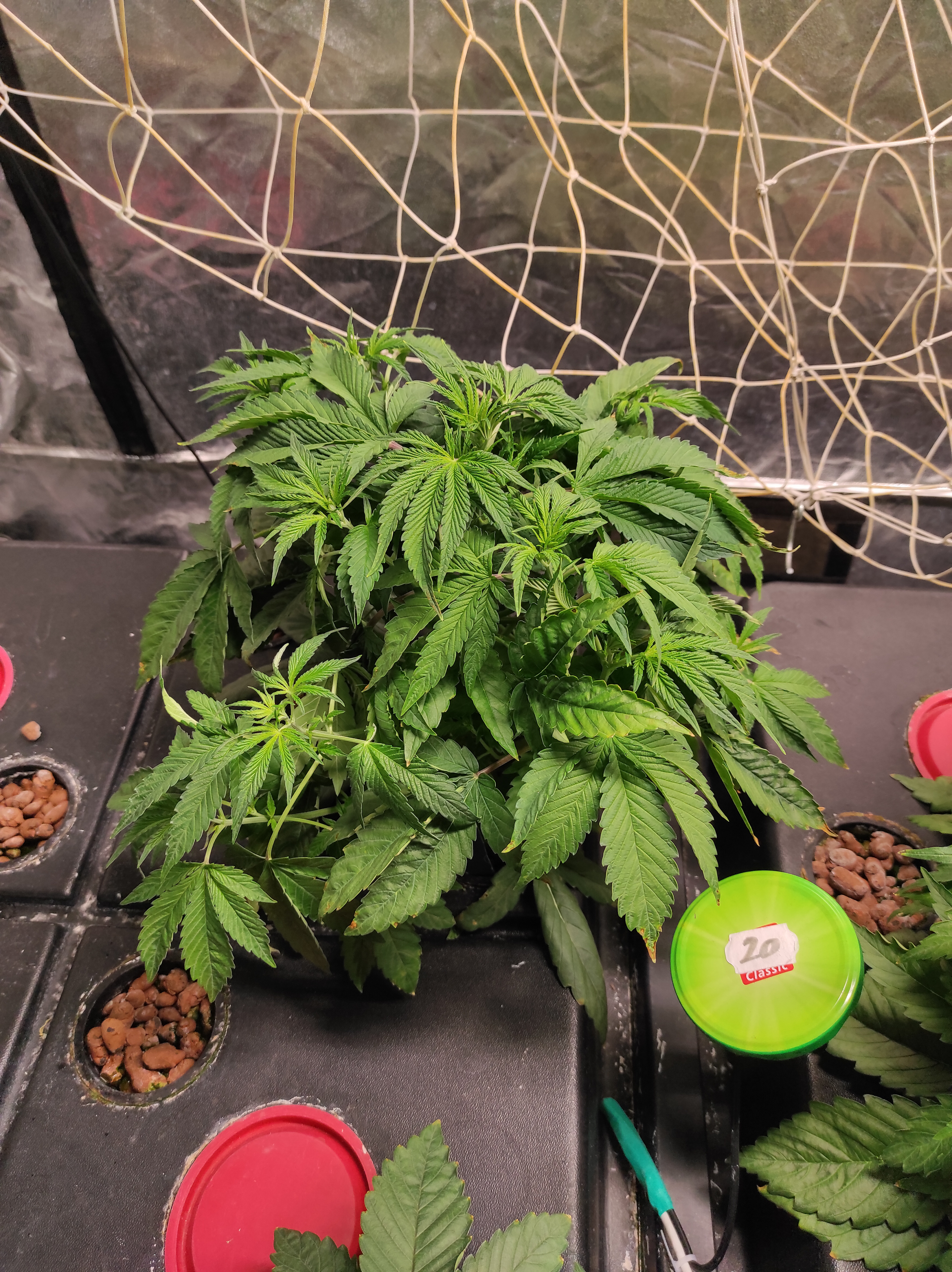 Pineapple Express day 23 (1).jpg