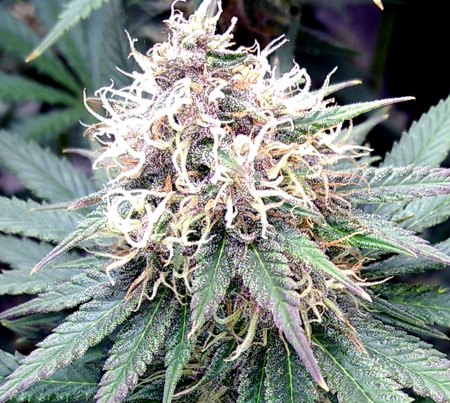 Pineapple Poison bud pic1 -10-21-2020.jpg