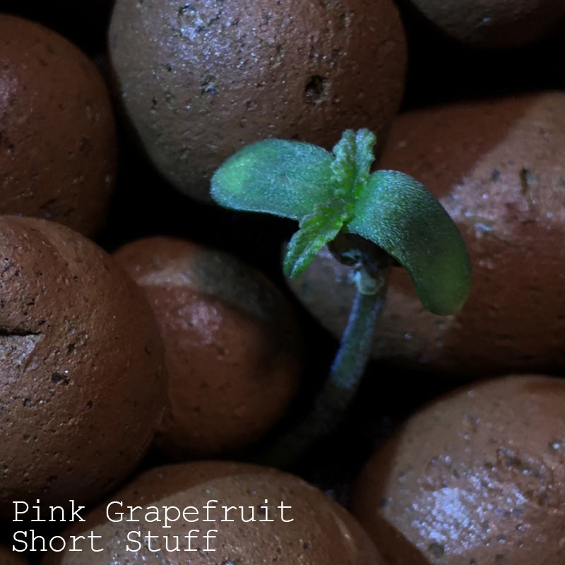 Pink-Grapefruit.jpg