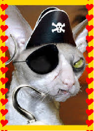 pirate cat 2.jpg