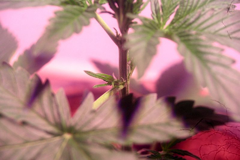 Pistils06-09.jpg