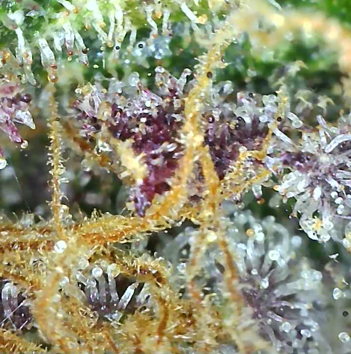 PKauto.2_day100_trichs.jpg