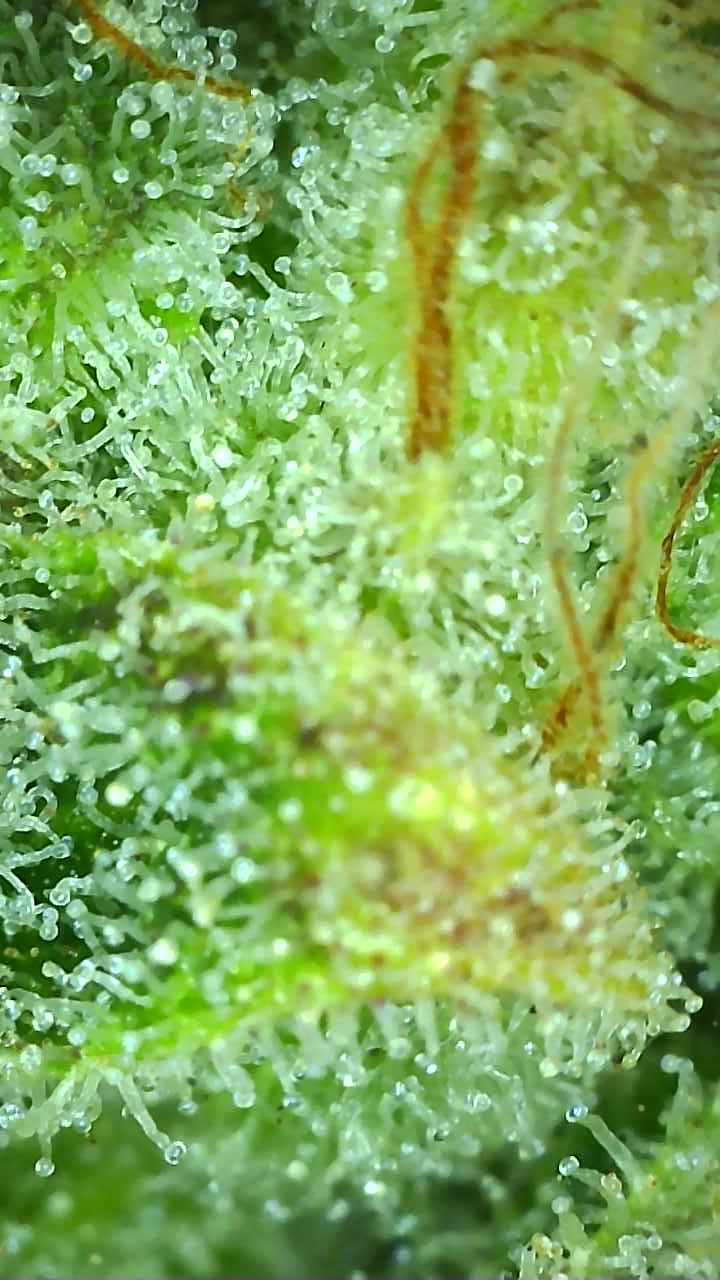 PKauto.3_day93_trichs.jpg