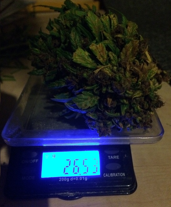 Plant 1 - 25g NUG.jpg