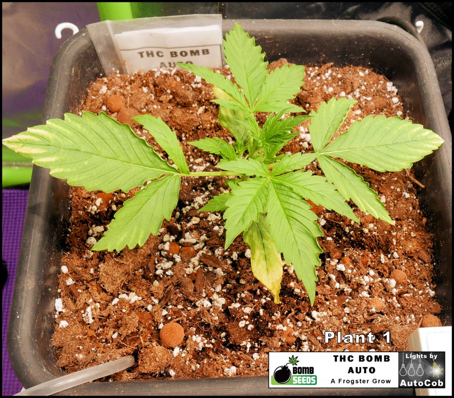 Plant 1 Day 11.jpg