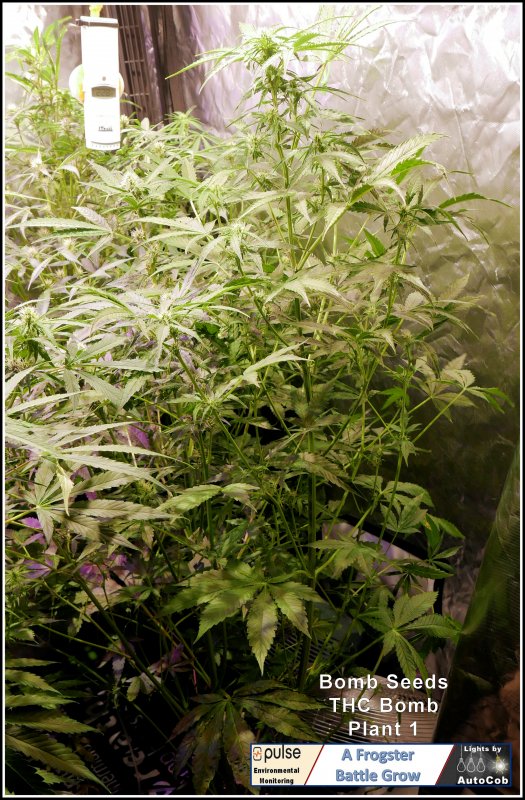 Plant 1 Day 45 B.jpg