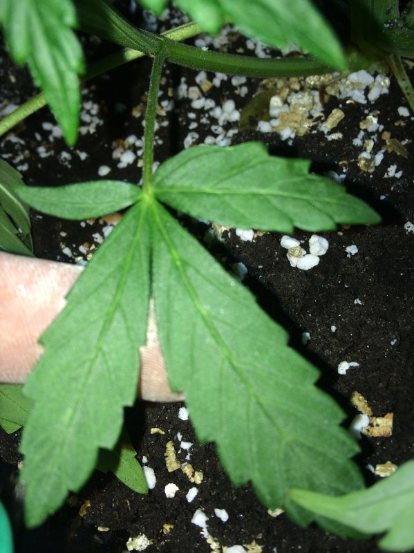 Plant 1 Mutant leaf.jpg