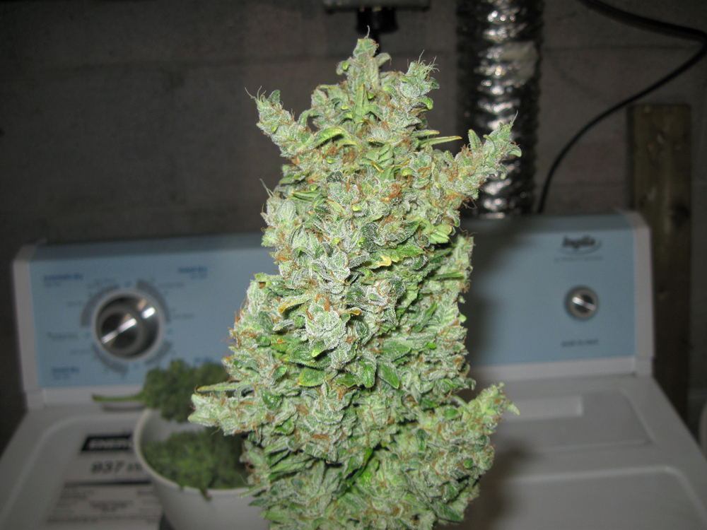 plant 2 (2).JPG