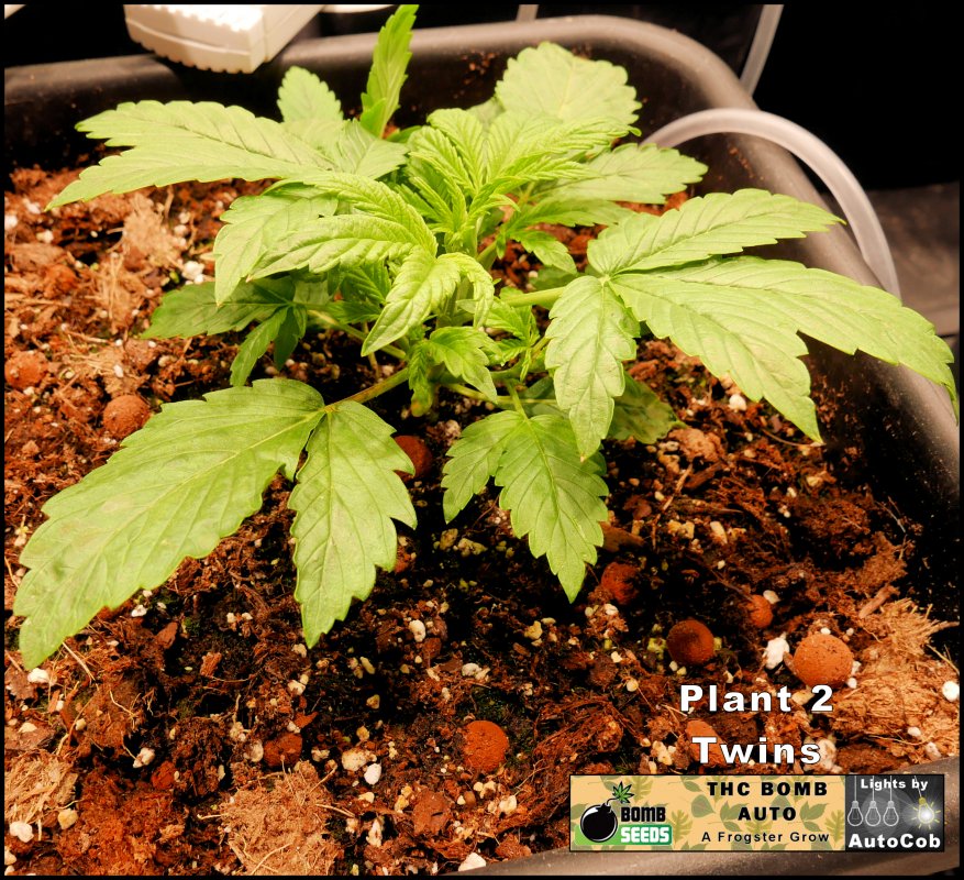 Plant 2 Day 15 B.jpg