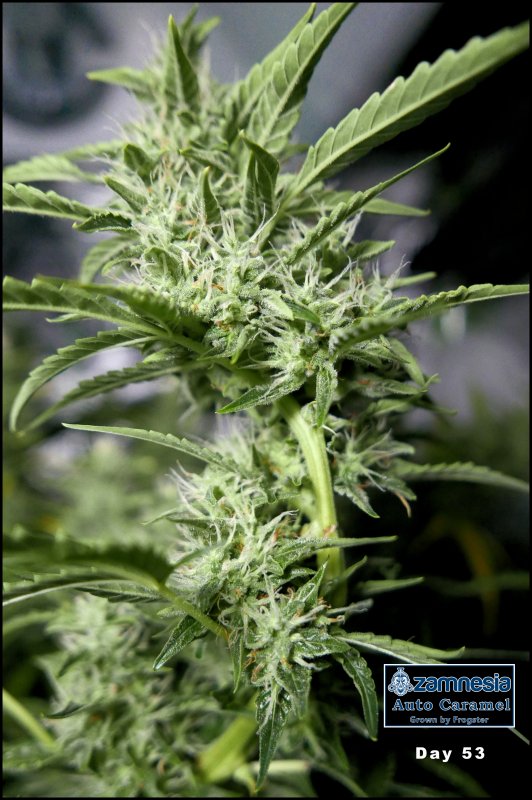 Plant - 23rdt Dec 2018 A.jpg