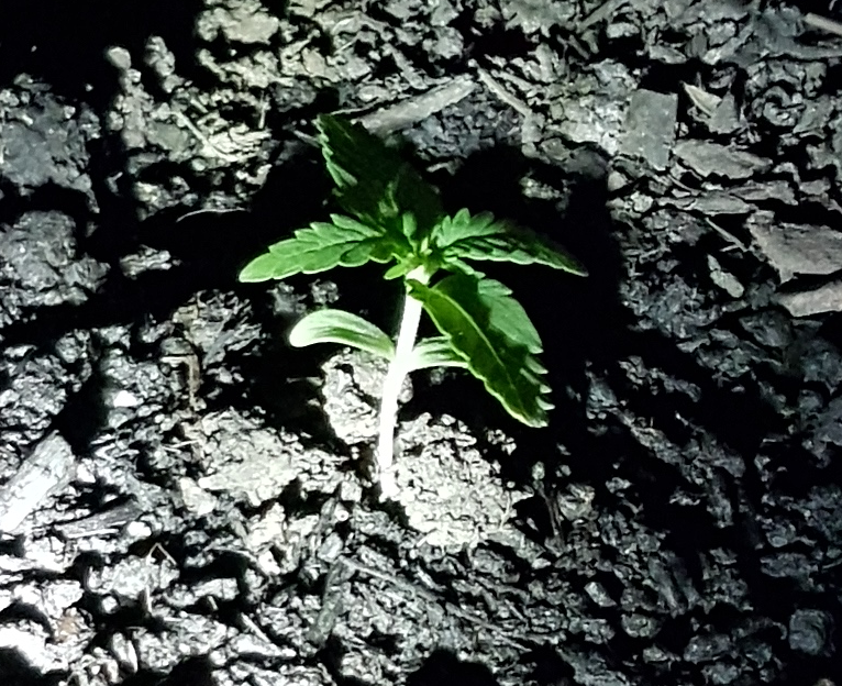 plant.png