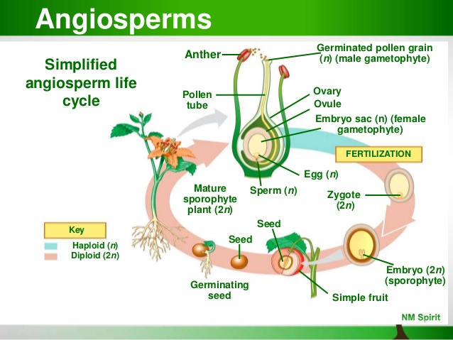 plant-reproduction-development-5-638.jpg